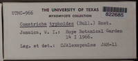 Image Associated With the Occurence